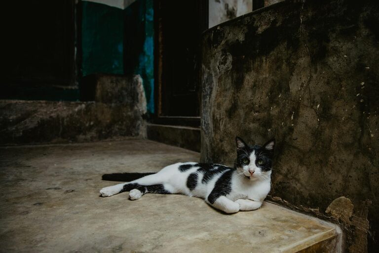 How to Set Up a Cozy and Pet-Friendly Home Corner